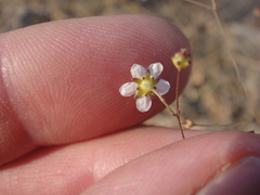 Ivesia santolinoides
