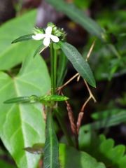 Lepidagathis stenophylla