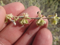 Eriogonum saxatile