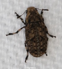 Euparius