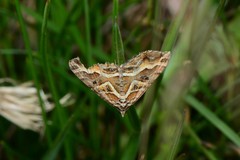 Melitulias graphicata