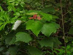 Mallotus paniculatus formosanus