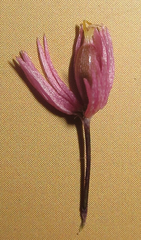 Rhyncholacis