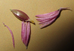 Rhyncholacis