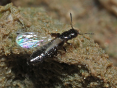 Platystethus