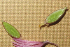 Rhyncholacis