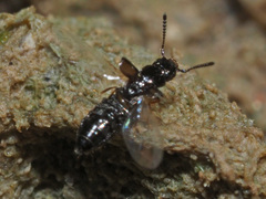 Platystethus