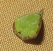 Rhyncholacis