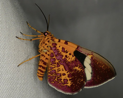 Hagnagora croceitincta