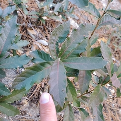 Quercus emoryi