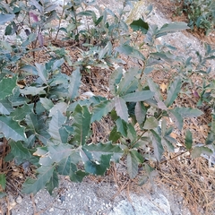 Quercus emoryi