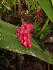 Rodriguezia lanceolata