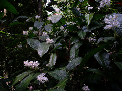 Palicourea violacea