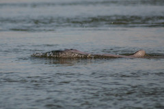 Orcaella brevirostris