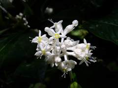 Palicourea violacea