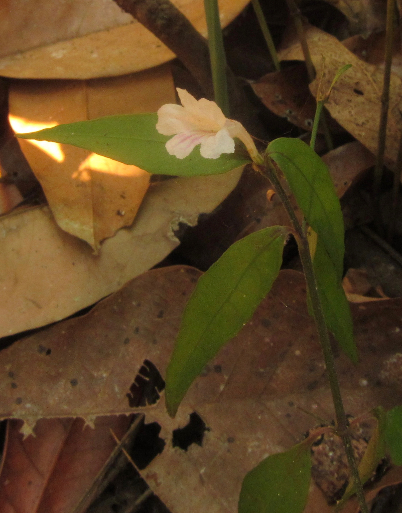 Ruellia menthoides