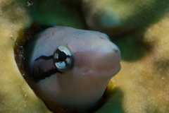 Aspidontus taeniatus