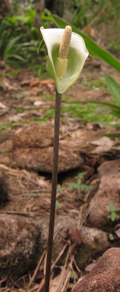 Scaphispatha