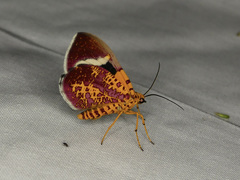 Hagnagora croceitincta