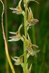 Prasophyllum sphacelatum