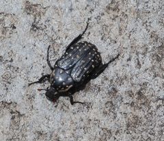 Oxythyrea