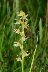 Prasophyllum sphacelatum