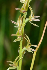 Prasophyllum sphacelatum