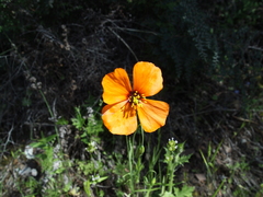 Papaver heterophyllum