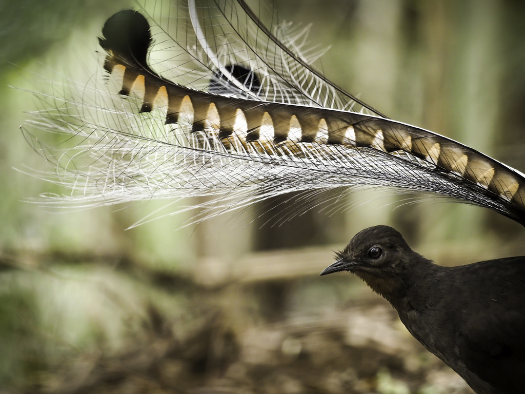 Lyrebirds
