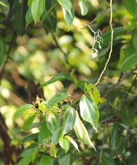 Sparattanthelium amazonum