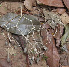 Sparattanthelium amazonum