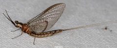 Hexagenia bilineata