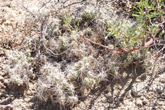 Grusonia grahamii