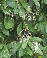 Sparattanthelium amazonum