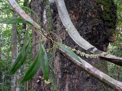 Stelis pauciflora