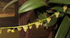 Stelis pauciflora
