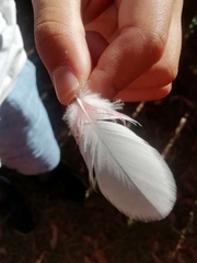 Eolophus roseicapilla