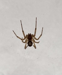 Steatoda nobilis