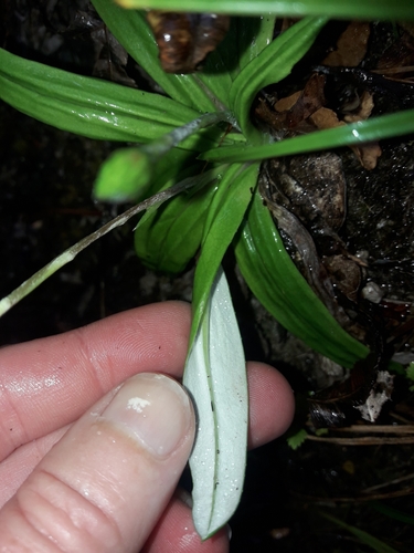 Image of Celmisia adamsii by (c) naturewatchwidow, some rights reserved (CC BY)