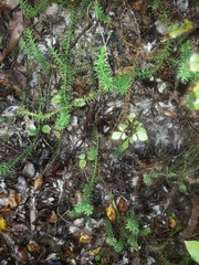 Lateristachys lateralis