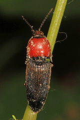 Ampedus rubricollis