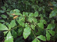 Pseudopanax discolor
