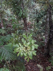 Pseudopanax discolor