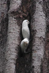 Cacatua goffiniana