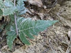 Tectaria fuscipes