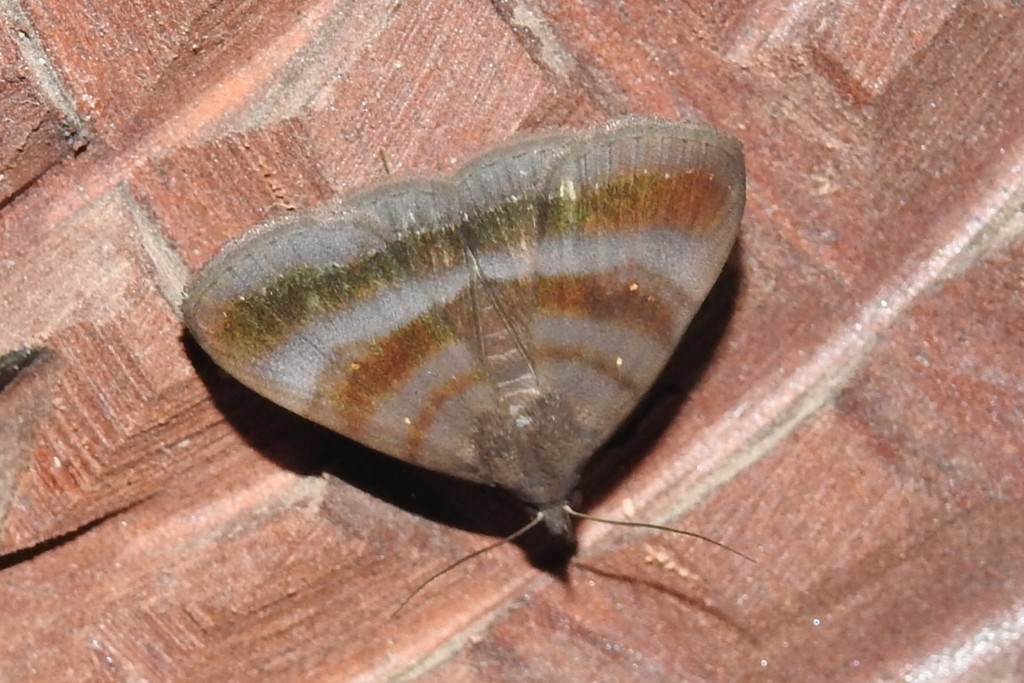 Rejectaria lysandria