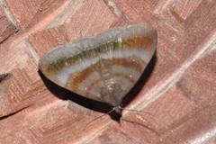 Rejectaria lysandria