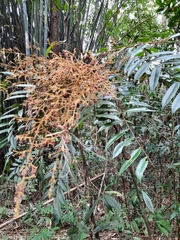 Eurycoma longifolia