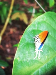 Drupadia ravindra moorei