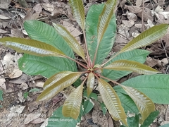 Campnosperma auriculatum